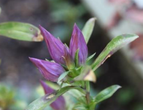 Objetivo de servicio5