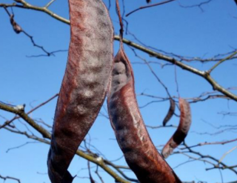 Objetivo de servicio 1