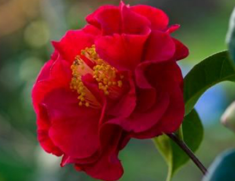 Objetivo de servicio4