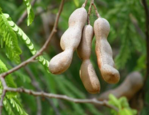 Objetivo de servicio 2